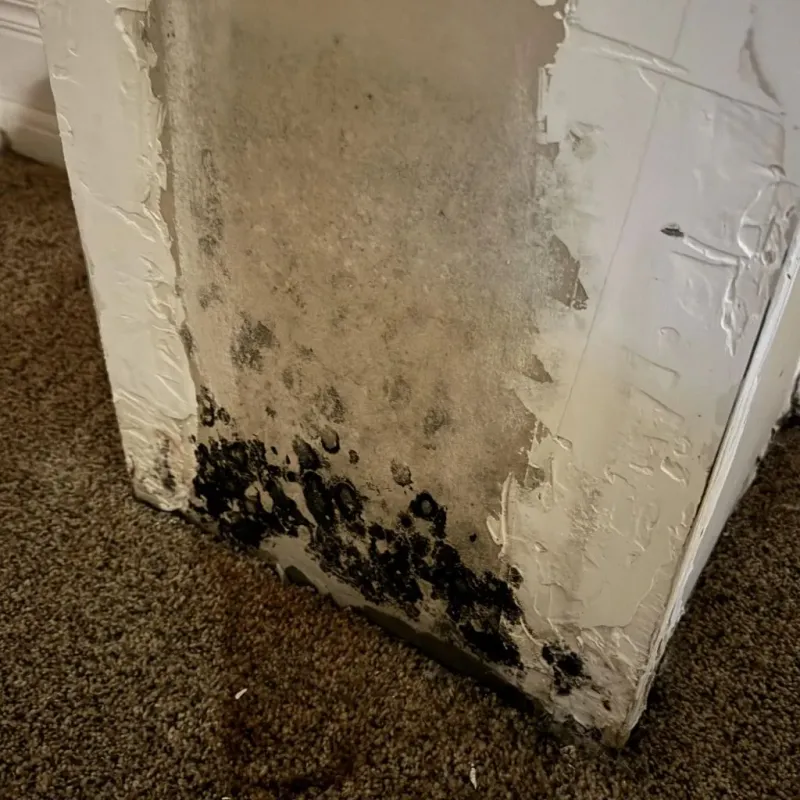 Professional Mold Removal in Durham, OR